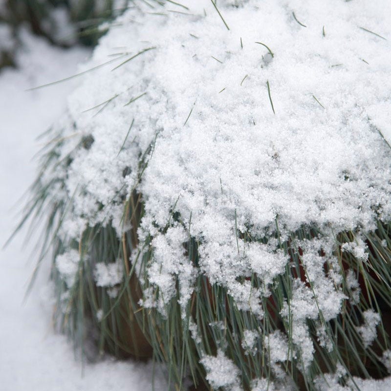 Elijah Blue Fescue Grass