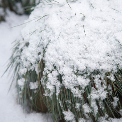 Elijah Blue Fescue Grass