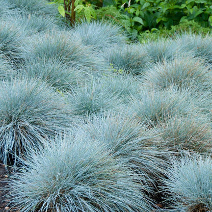 Coastal Cottage Pre-Planned Garden