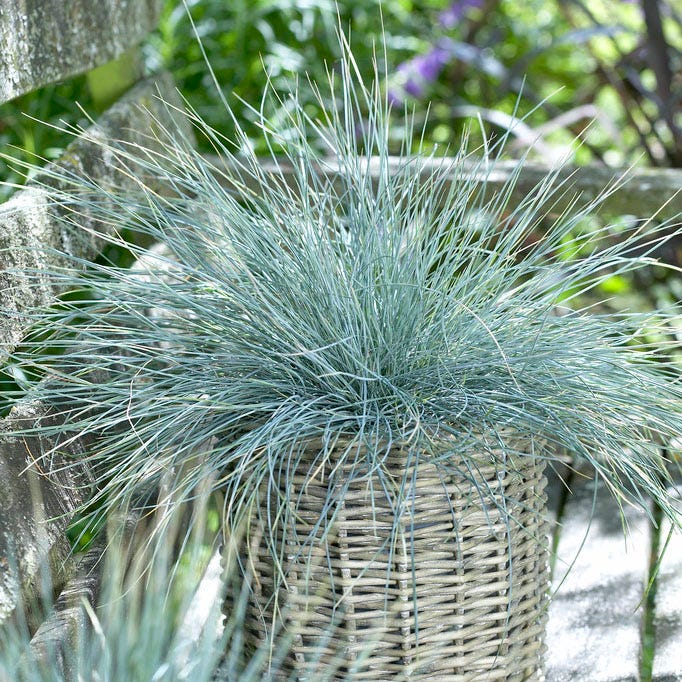 Elijah Blue Fescue Grass