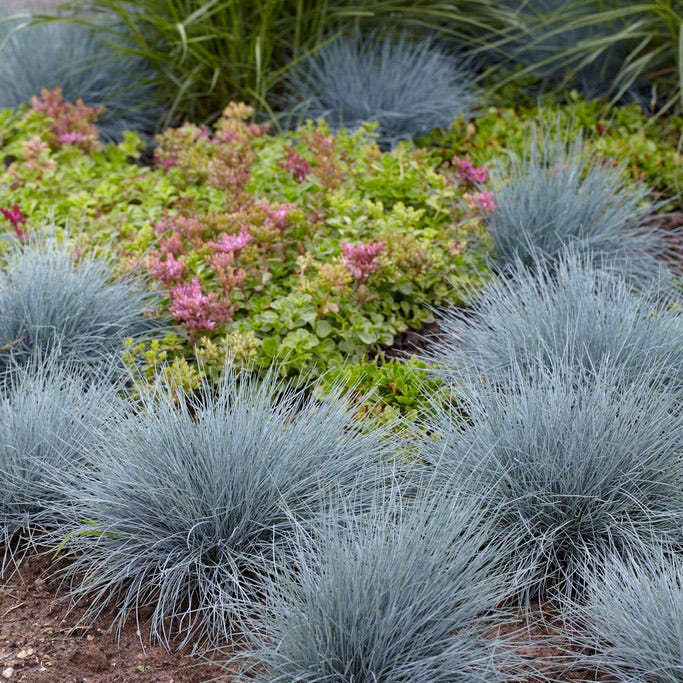 Elijah Blue Fescue Grass