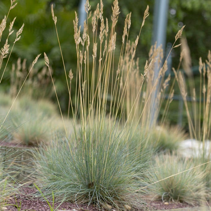 Elijah Blue Fescue Grass - Thumbnail 4