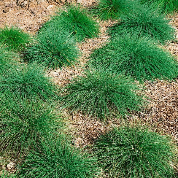 Sheep Fescue Grass Seeds