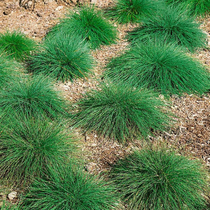 Sheep Fescue Grass Seeds