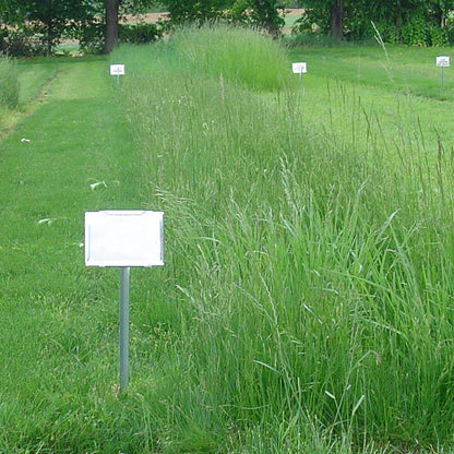 creeping red fescue grass seed lowes 25 lb Creeping Red Fescue Grass Seeds by American Meadows