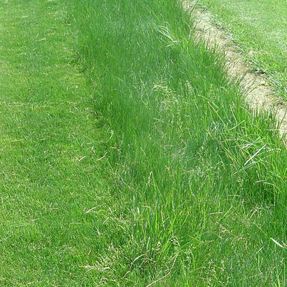 creeping red fescue grass seed lowes 25 lb Creeping Red Fescue Grass Seeds by American Meadows
