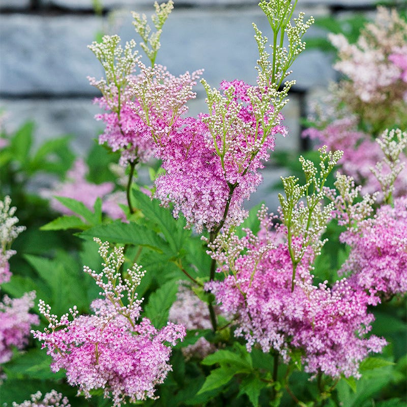 Queen of the Prairie