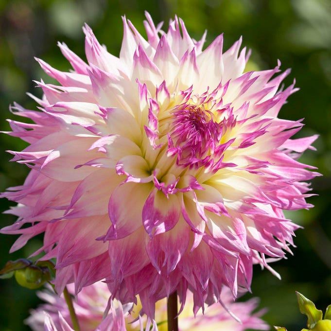 Pinelands Princess Fimbriata Dahlia - Thumbnail 2