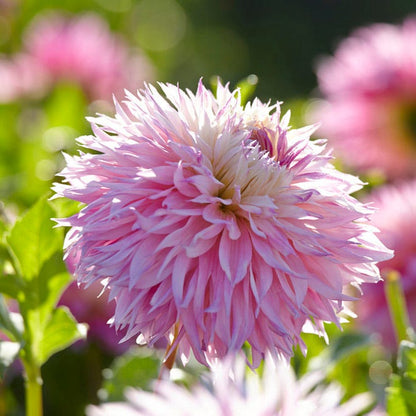 Pinelands Princess Fimbriata Dahlia