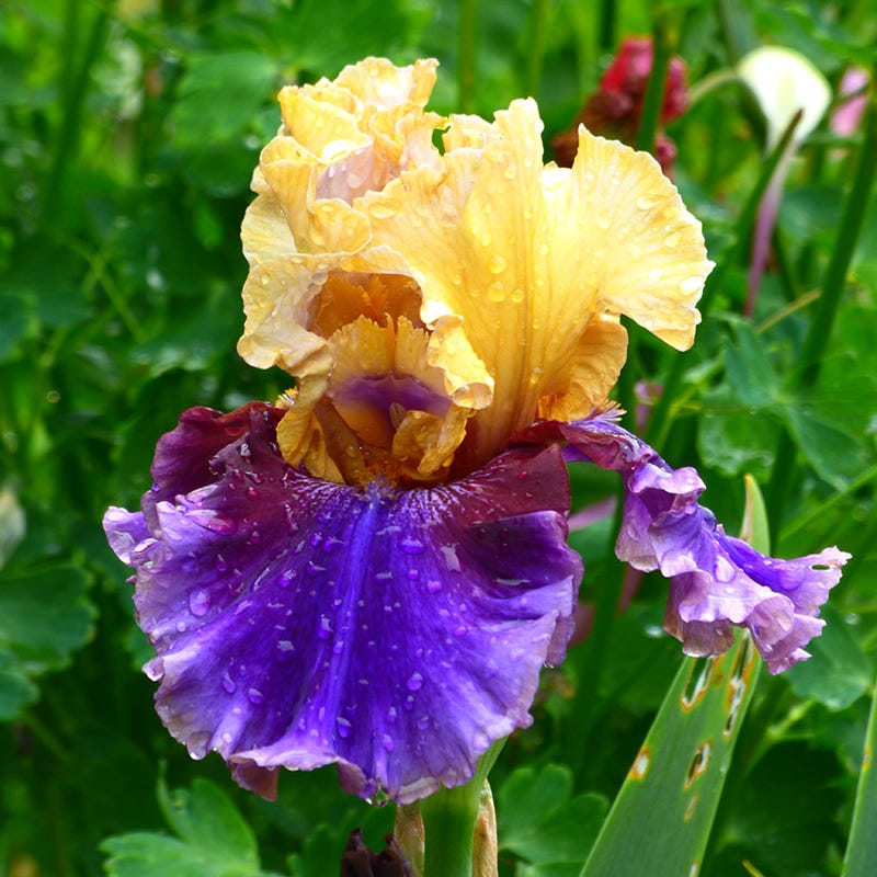 Repeat Performance Bearded Iris Collection