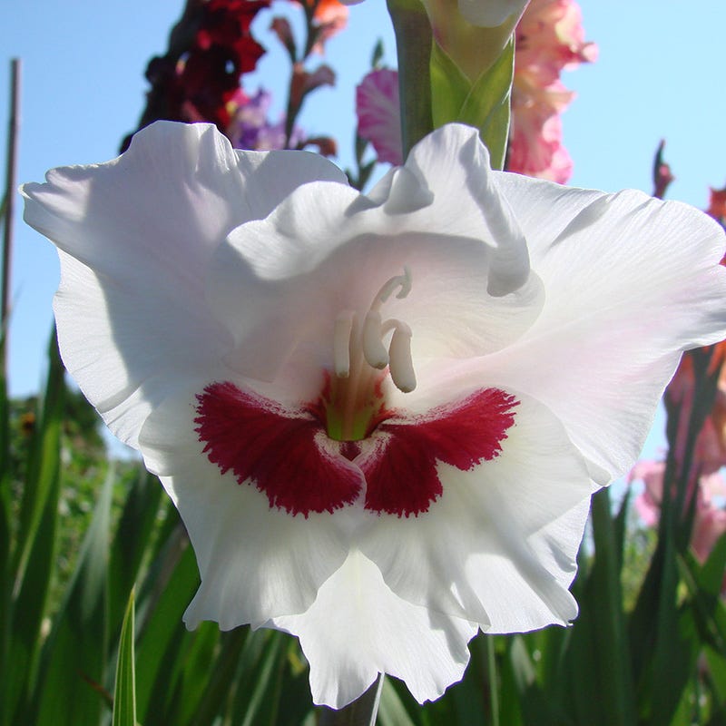 Fiorentina Gladiolus