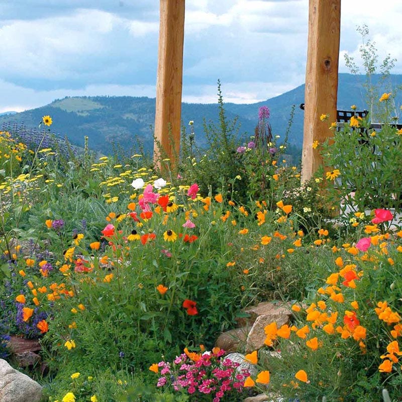 Fire Restoration Wildflower Seed Mix