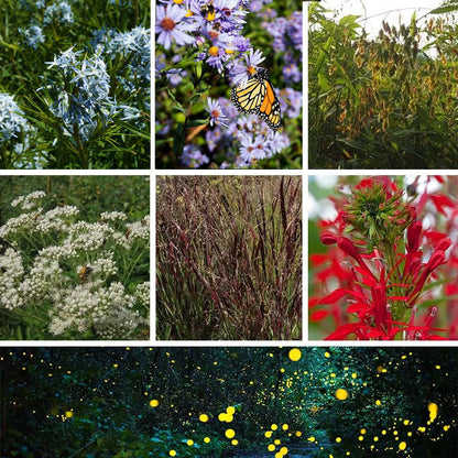 Fireflies Forever Native Plant Collection