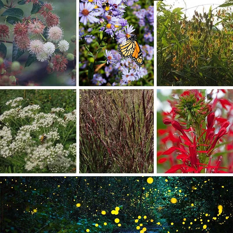 Fireflies Forever Native Plant Collection