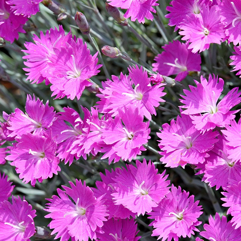 Fuchsia Cottage Garden Plant Collection