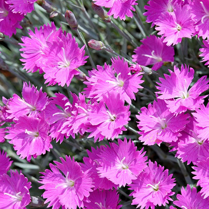 Fuchsia Cottage Garden Plant Collection