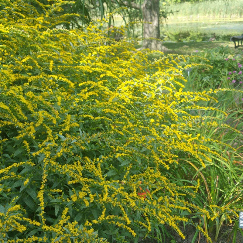 American Meadows Fireworks Goldenrod