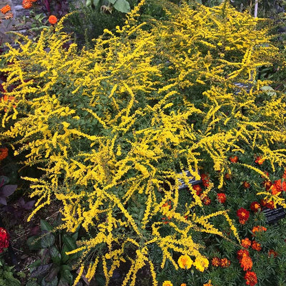 Fireworks Goldenrod