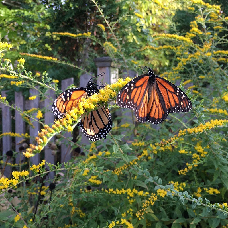 American Meadows Fireworks Goldenrod - Thumbnail 2