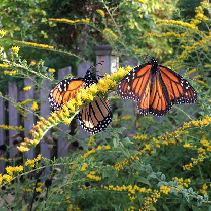 Fall Flowering Pollinator Pit Stop Plant Collection