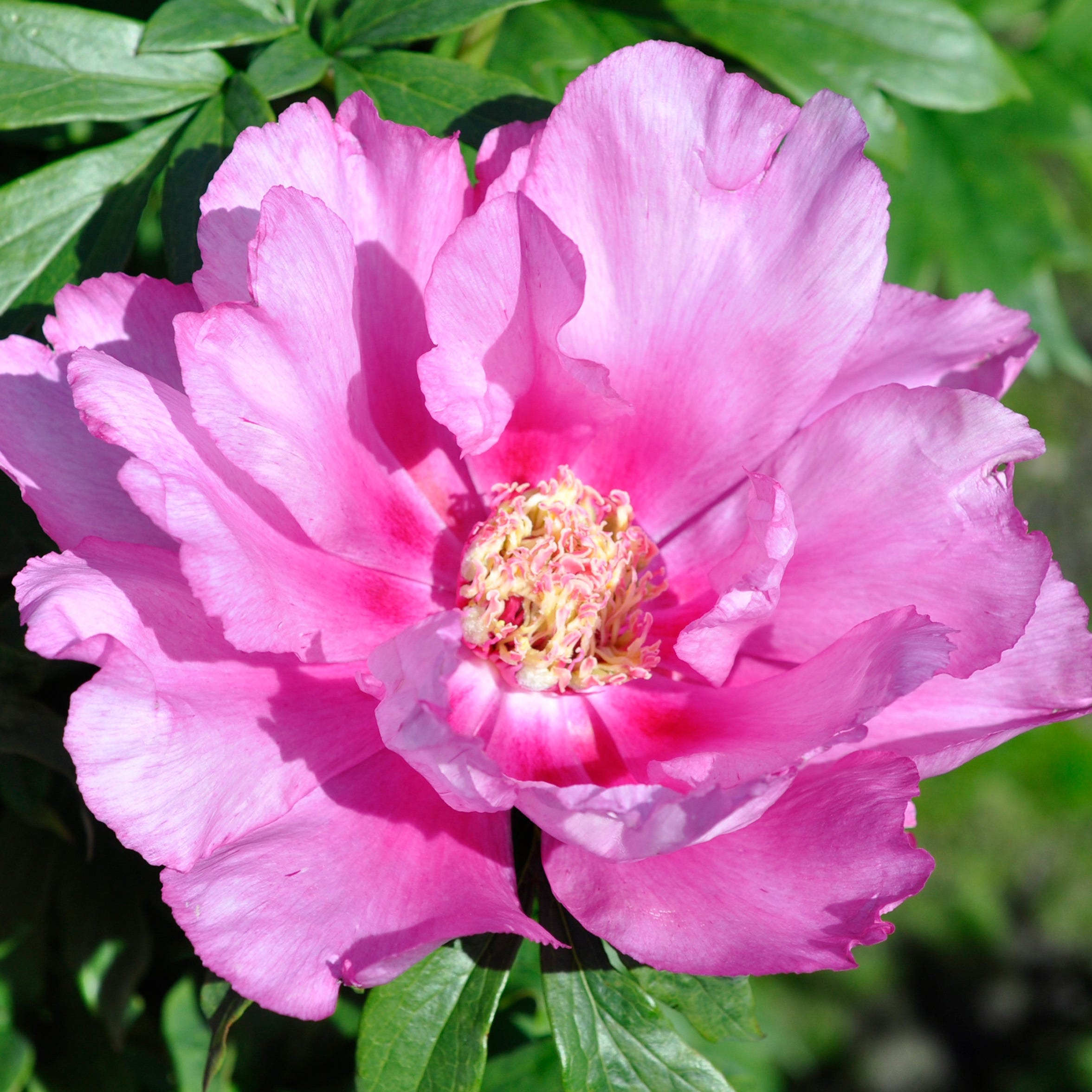 First Arrival Itoh Peony