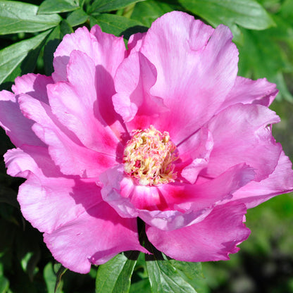 First Arrival Itoh Peony