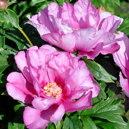 First Arrival Itoh Peony