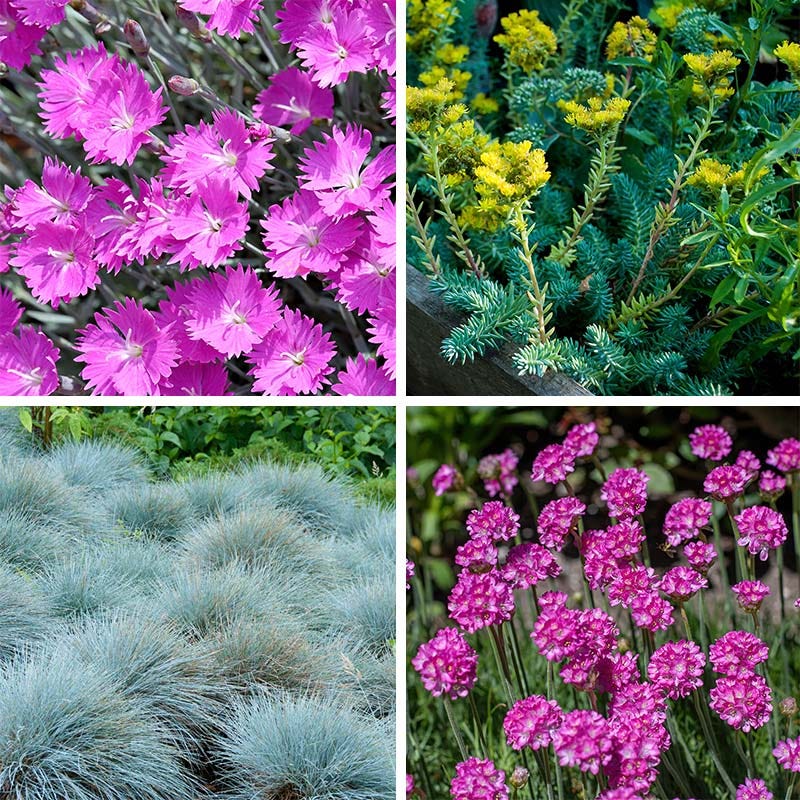 Fizzy Pop Low Grow Plant Collection