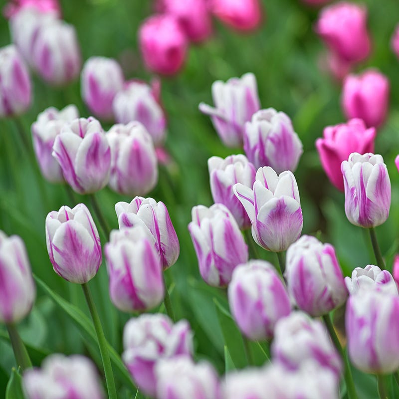 Dreamy Drift Tulip Collection - Thumbnail 3