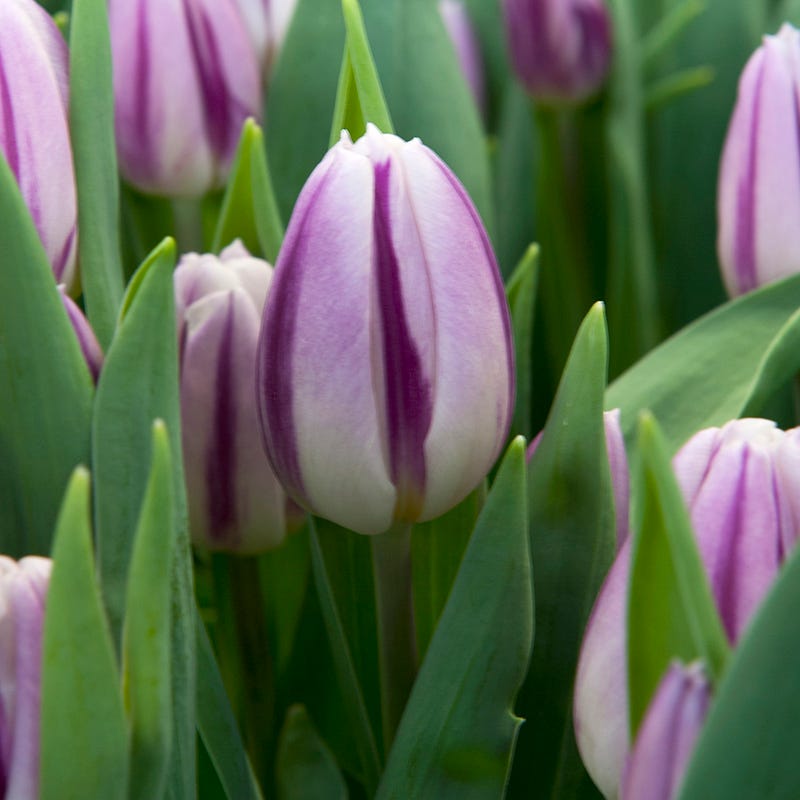 Flaming Flag Triumph Tulip