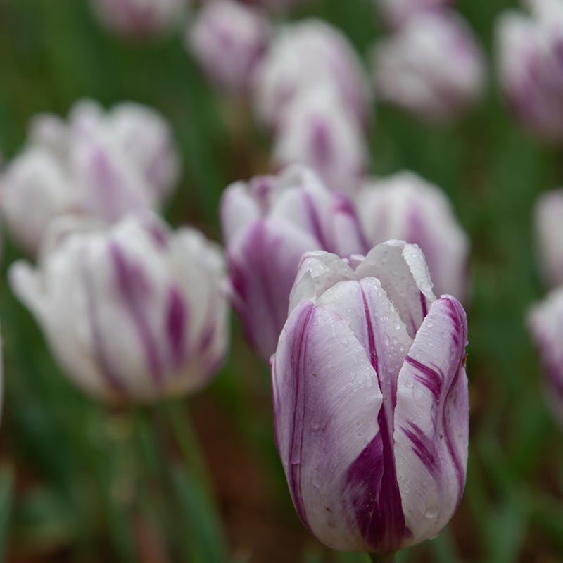 Flaming Flag Triumph Tulip