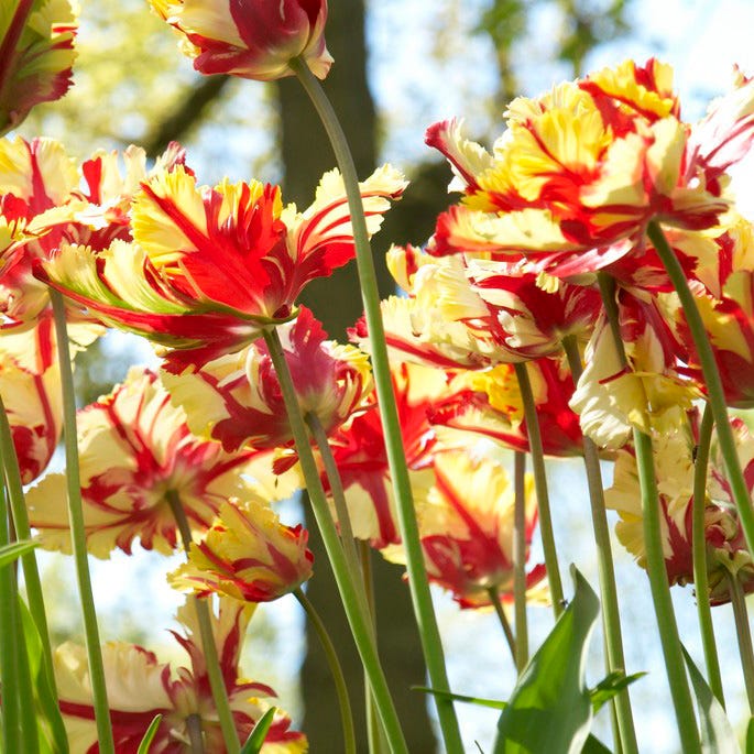 Circus Tent Tulip Collection