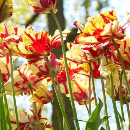 Circus Tent Tulip Collection
