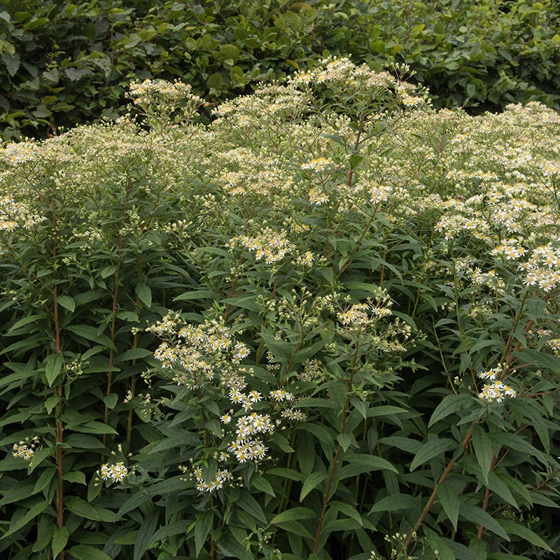 planting aster seeds outdoors Flat Top Aster Seeds | White