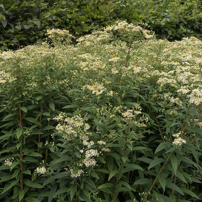 Flat Top Aster Seeds