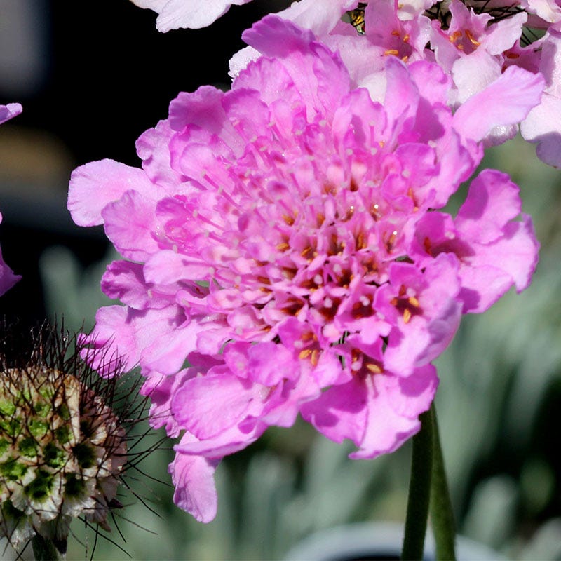 Flutter Rose Pink Scabiosa