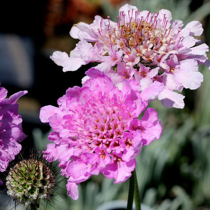Flutter Rose Pink Scabiosa
