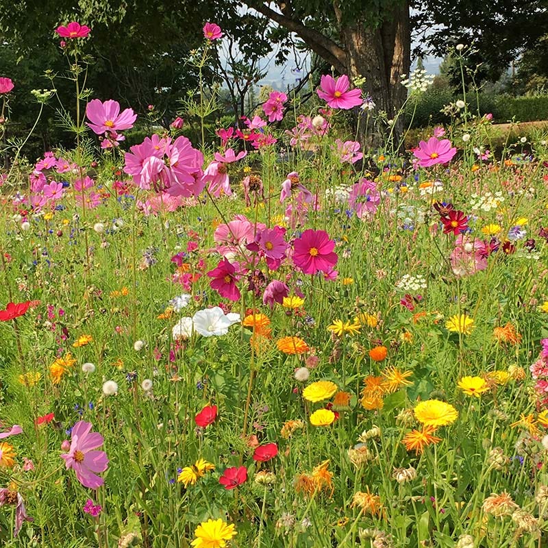 Fall Maximum Wildflower Seed Mix | American Meadows