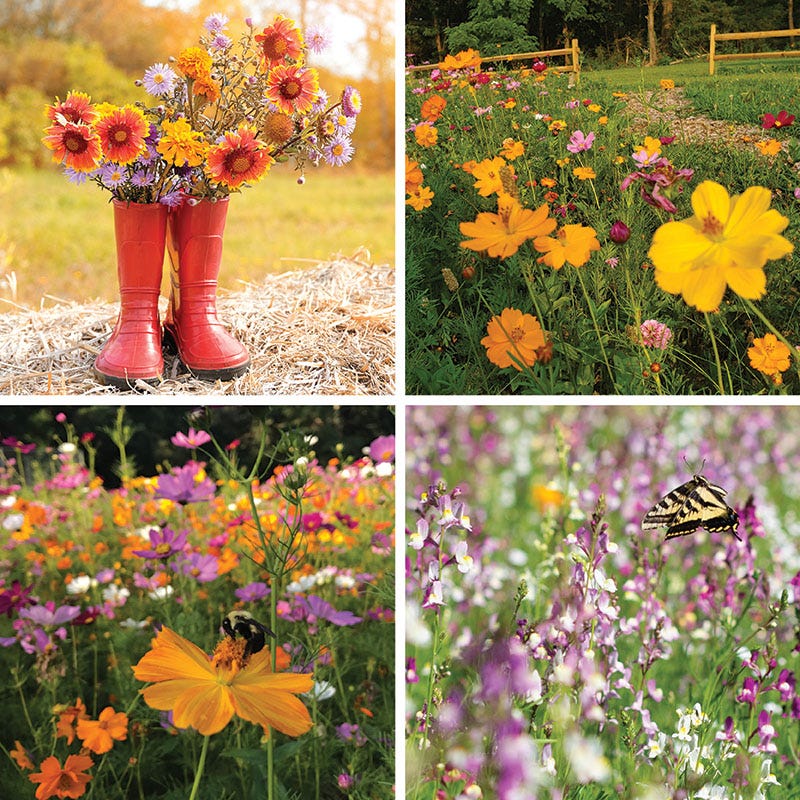 flower seeds for fall Fall Maximum Wildflower Seed Mix