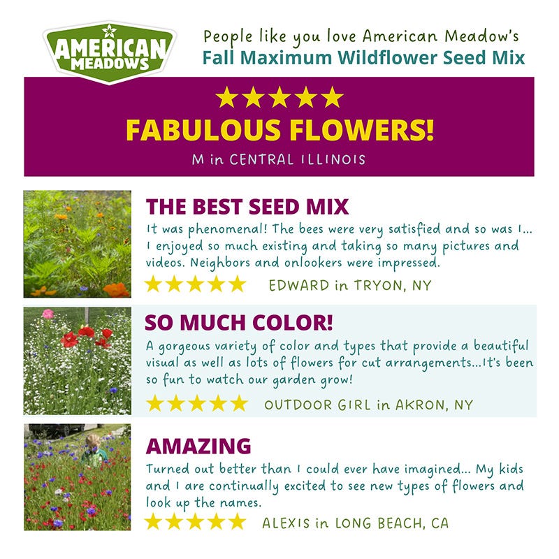 fall wildflower seeds Fall Maximum Wildflower Seed Mix
