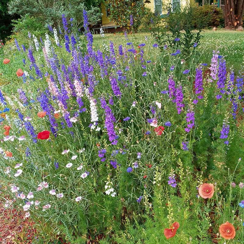 Fall Maximum Wildflower Seed Mix