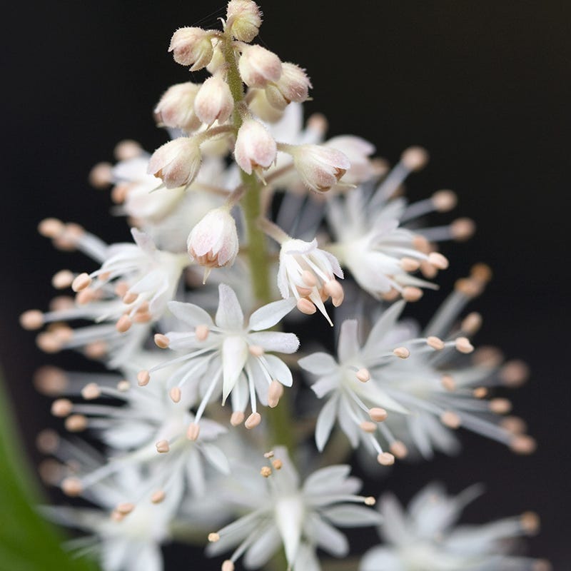 foam flower seeds Foam Flower | White | Plant