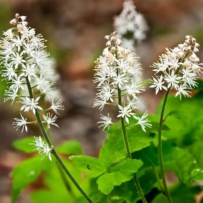 Native Shade Tapestry Lawn Plant Collection | Low-Light Perennials