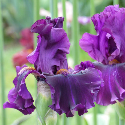 For Veronica Bearded Iris