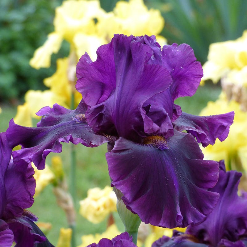 Midnight Gold Bearded Iris Collection - Thumbnail 2