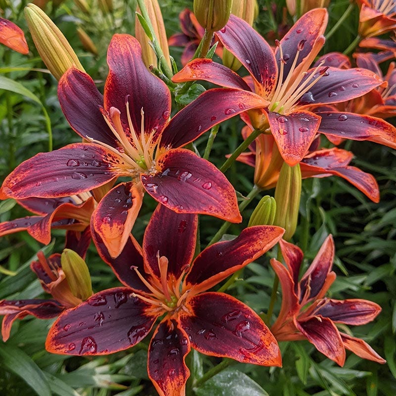 asiatic lily names Forever Susan Asiatic Lily