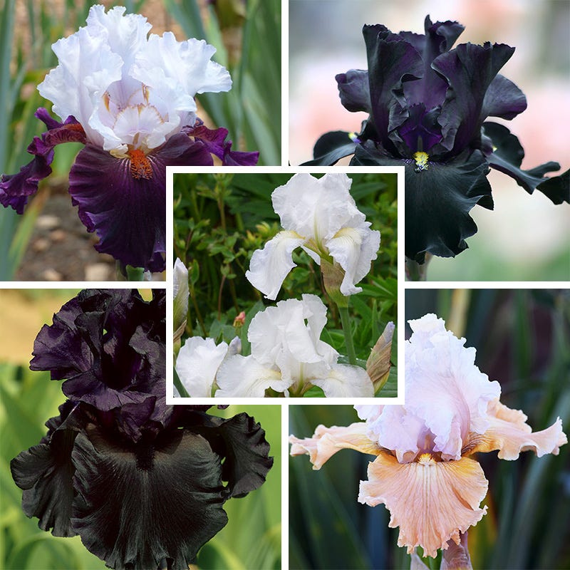 Formal Affair Bearded Iris Collection