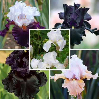 Formal Affair Bearded Iris Collection