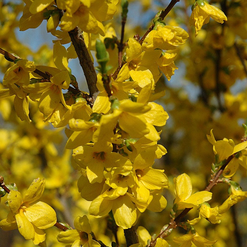Lynwood Gold Forsythia