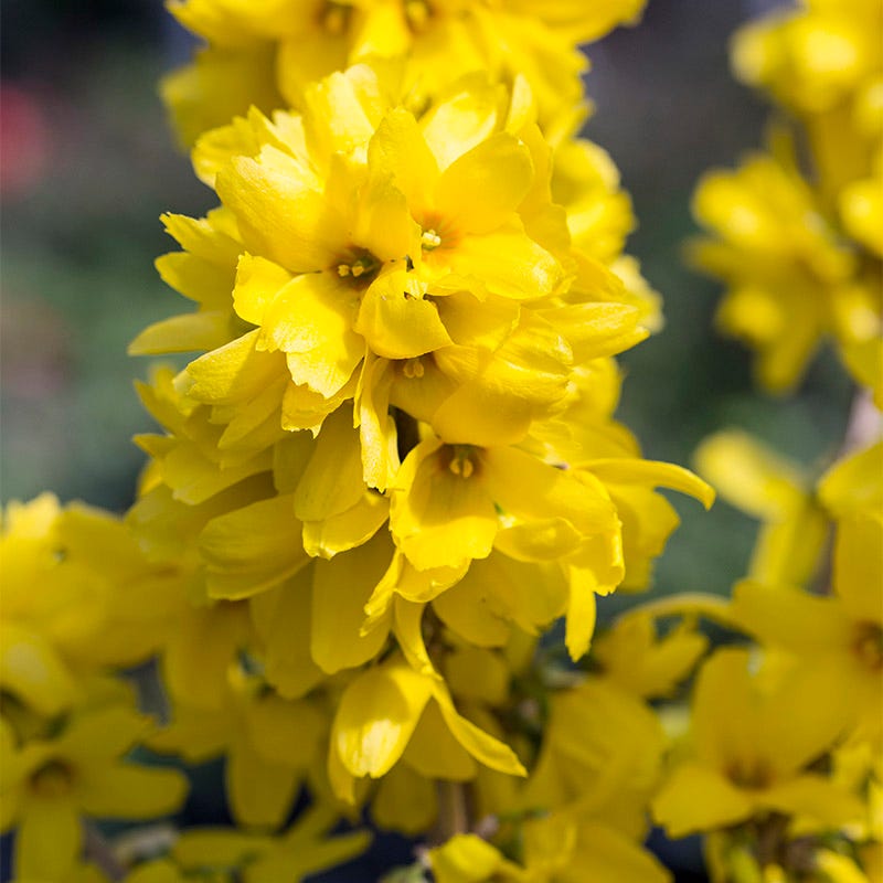 Magical® Gold Forsythia